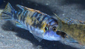 Labeotropheus trewavasae 'Higga Reef'